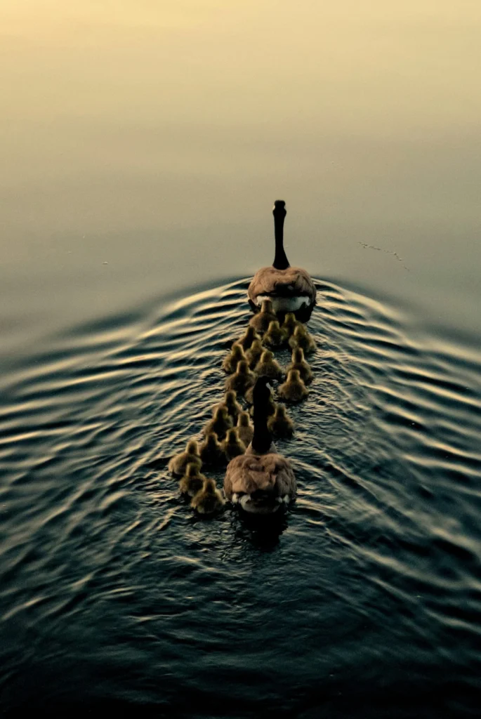 A Canada goose leading goslings across calm water, evoking the well-ordered systems Kingster Local sets up with business software.